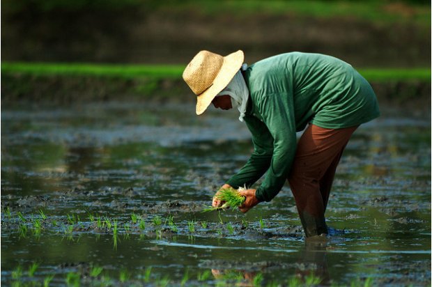 Transplanting-rice-IRRI-1